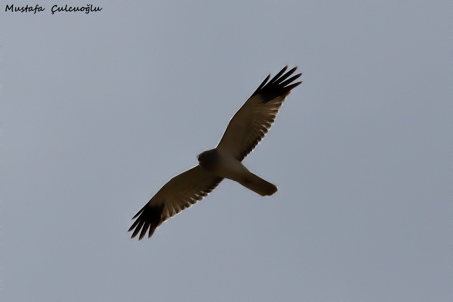 Hen Harrier